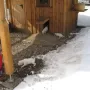 Unsere Schneeflocken sind 4 Wochen alt.