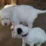 Wir sind jetzt 5 Wochen alt.