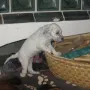 Die Hilfe beim Holz tragen.