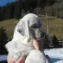 Hündin Nr. 1, 6 Wochen alt.