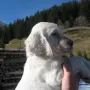 Rüde A, 6 Wochen alt.