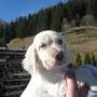 Rüde A, 6 Wochen alt.