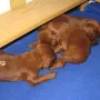 Jetzt sind wir schon 12 Tage alt und gerade bei unserer 1. Wurmkur.