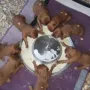 Die erste Mahlzeit