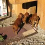 Gut 3 Wochen alt und schon sehr aktiv.