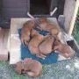 Wir sind jetzt 6 Wochen alt, und schlafen...