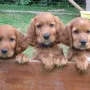 Auch wir freuen uns auf unsere neuen Familien.