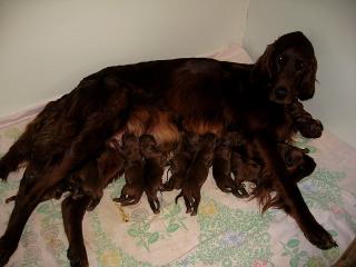 In 4 Stunden und 15 Minuten hat sie 14 gesunde Welpen geboren.