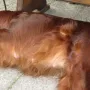 Kathy 3 Wochen vor Geburt, ja ja die Zitzen....
