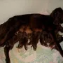 In 4 Stunden und 15 Minuten hat sie 14 gesunde Welpen geboren.