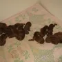 14 gesunde Welpen in gut 4 Stunden, welch eine Leistung für eine Erstgebärende.
