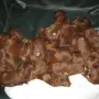 Zum Reinigen unserer Wurfkiste steckt uns Herta ins Hundebett.