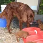 Mama kontrolliert, ob wir auch aufgefressen haben.
