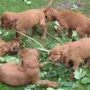 7 Wochen alt und jede Menge Spaß!
