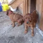 Knapp 5 Wochen alt und wir sind sehr interessiert