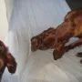 Und wird gleich von den Tanten bemuttert
