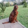 Kathy, die Mutter unseres S²-Wurfes