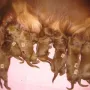 Alle haben wir zugenommen, Herta freit sich darüber riesig