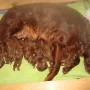 Bei Mama ist es am schönsten..
