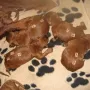 Alle Welpen haben das Geburtsgewicht verdoppelt...