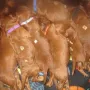 Die dicken Bäuchlein treten stark hervor