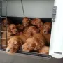 Ab geht´s zum Tierarzt, unsere erste Autofahrt 