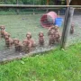 Noch sind wir alle zusammen, bald ziehen wir in unsere neuen Familien