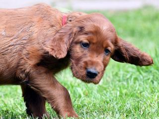 Tolles Bild, toller Hund