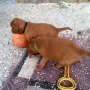 Und wieder, Spielzeug im Dreck ist interessant