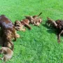 Unsere Welpen fühlen sich mit "drei" Müttern sehr wohl 