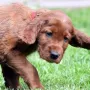 Tolles Bild, toller Hund
