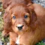 Hab ich gegraben, bin ich ein Erdhund?