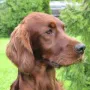 Kathy, die Mutter unseres U²-Wurfes