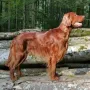 Ryan-Ray der Vater unseres U²-Wurfes