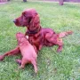 UNO Danny Ray bald 3 Wochen alt, unser Wonneproppen; mit Tane Kathy