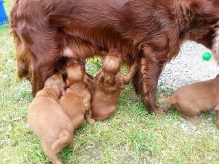 Bei Mama nuggeln wir auch noch