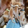 Mamas Milch ist die beste
