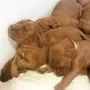 So lieb kuscheln