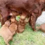 Bei Mama nuggeln wir auch noch