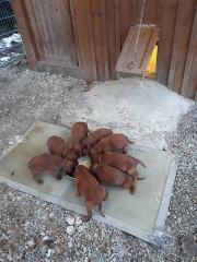 Die erste Mahlzeit in unserem Schloss