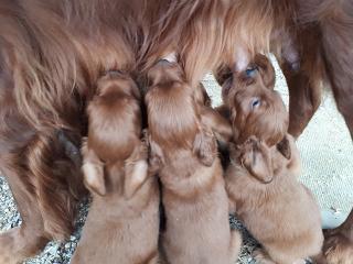 Mamas Milch ist doch die beste