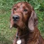 Odin der Vater unseres W²-Wurfes
