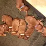 Nun sind wir 12 Tage alt und unsere Äuglein öffnen sich langsam