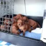Auf zur großen Reise zum Tierarzt Pohl