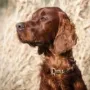 Sir Sky der Vater unseres X²-Wurfes