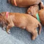 10 Tage sind wir alt.....und Mama hat gute Milch wie man sieht
