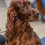 MARLLAND Zo Irish and Handsome aka Sam der Vater unseres Y²-Wurfes