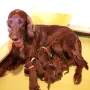 Ein Hundehaufen Gebirgsjäger am 1. Tag