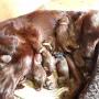 Alle wohlauf, Mama und Kids