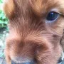 Ich bin auch so eine Puppe vom Y²-Wurf